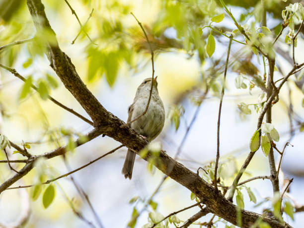 istock Low angle shot of a Japanese bush warbler perched on a tree branch 1465231970