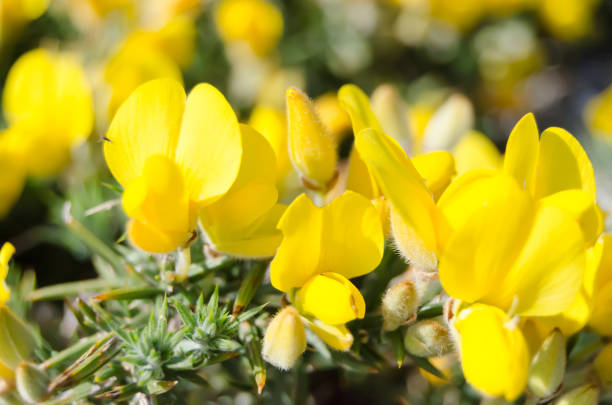 istock Gorse European in a forest 1465232291