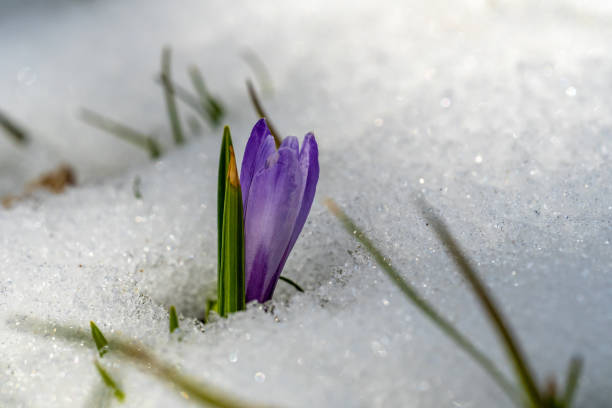 primo piano di un bocciolo di fiore di croco che emerge da un campo innevato, un'indicazione dell'inizio della primavera - spring bud horizontal color image foto e immagini stock