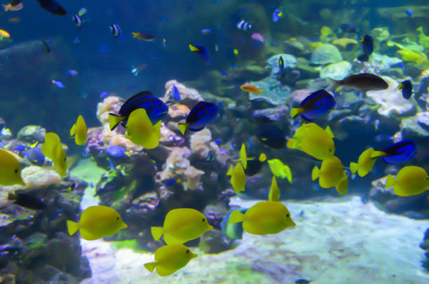 istock Beautiful tropical fish floating in the sea 1465234025