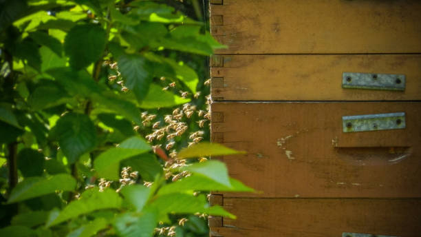 istock Scenes beehives with bees in nature. 1465234064
