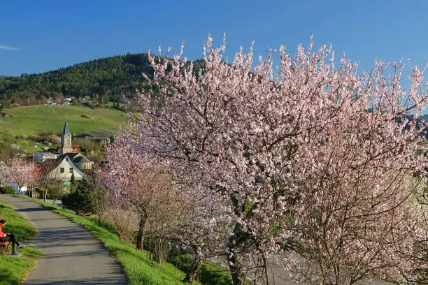 Church with flowering cherry trees in the Black forest, near Buehlertal, Germany