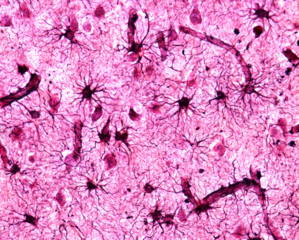 Cerebral cortex. Protoplasmic astrocytes Cerebral cortex, light micrograph. Protoplasmic astrocytes of the grey matter stained with Cajal's gold sublimate technique. The astrocytes show many processes and endfeet polarized towards a blood vessel. nervous tissue stock pictures, royalty-free photos & images