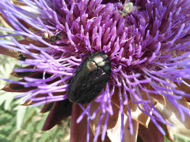 istock Small flower chafer on a purple flower 1465234403