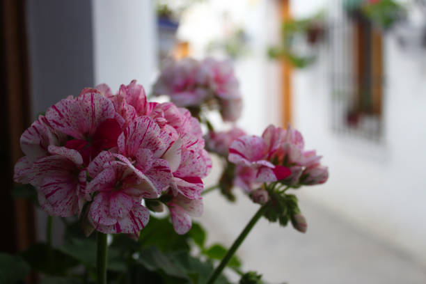 Beautiful pink Geranium flowers on a blurred background