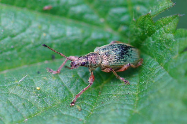 istock Closeup shot of a green immigrant leaf weevil on a green leaf 1465234484
