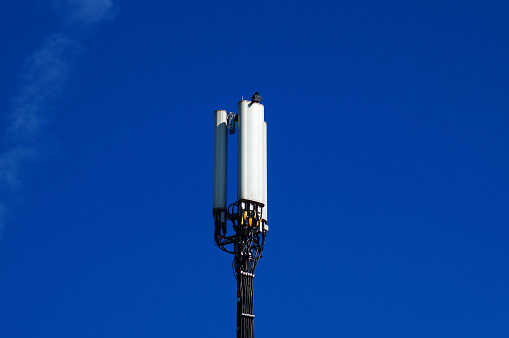 Cell towers are the symbols of the digital society. They will become even more common. The pigeons like them.