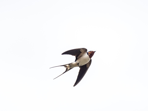 A closeup shot of a barn swallow (Hirundo rustica) in flight