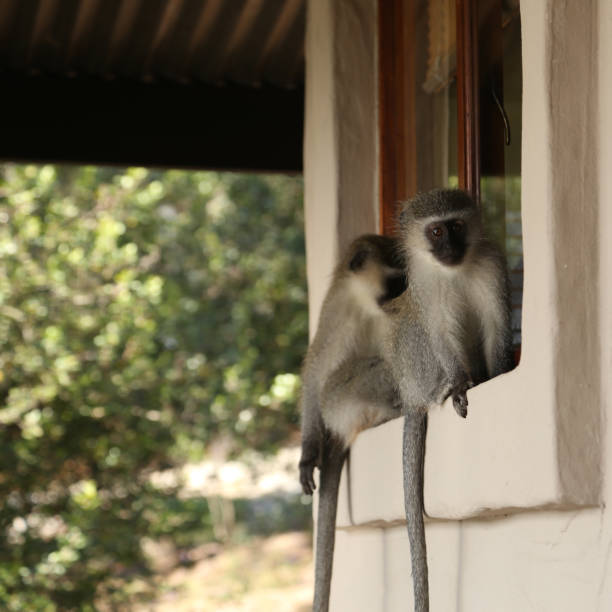 istock Vertical shot of green monkeys on a windowsill 1465234766