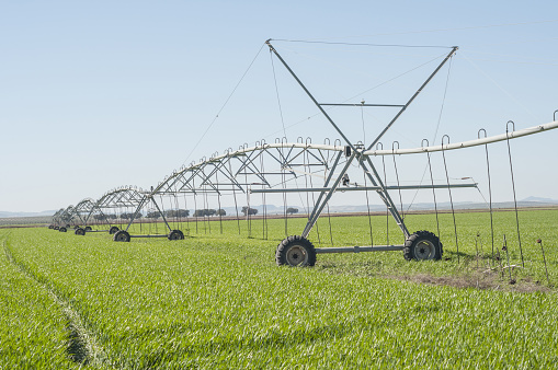 An irrigation system in the plantations of cereal crops