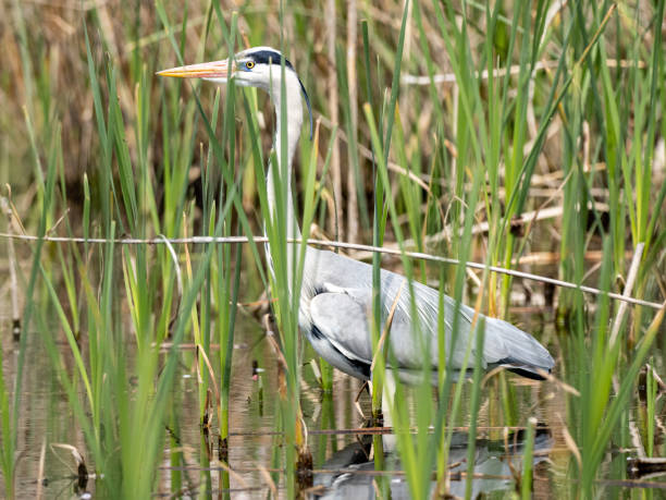 istock Gray heron looking ahead while standing on a rock in a lake with tall grass surrounding it 1465237223