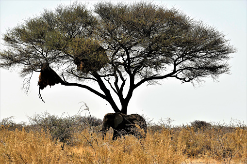 Elefant im Etosha Nationalpark unter einer Schirmakazie