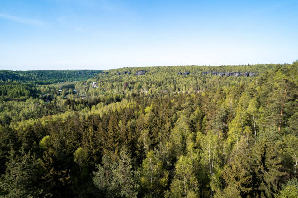 istock Shot of a dense green forest 1465237964