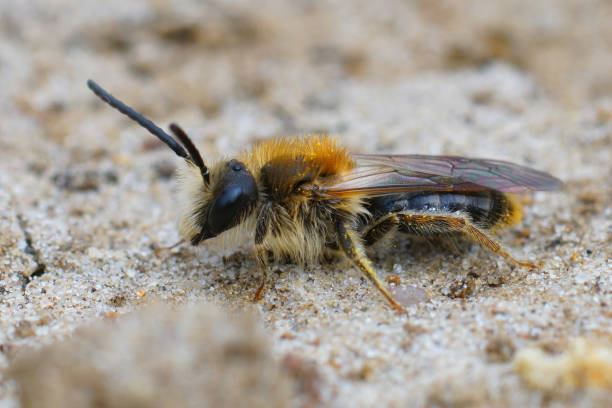 istock Closeup shot of an orange-tailed mining bee 1465238004