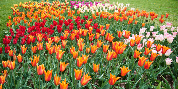 istock group of tulips in blossom in a park 1465238411