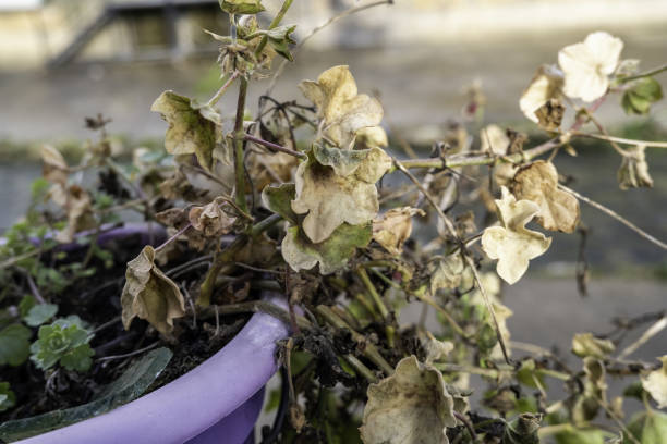 istock Dry plant in a pot 1465239066