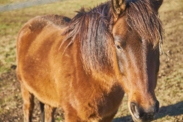 istock close up of a horse on pasture 1465239452