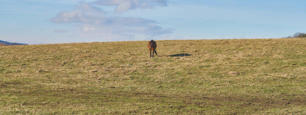istock close up of a horse on pasture 1465239509