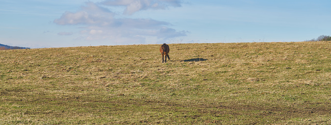 close up of a horse on pasture on a sunny day