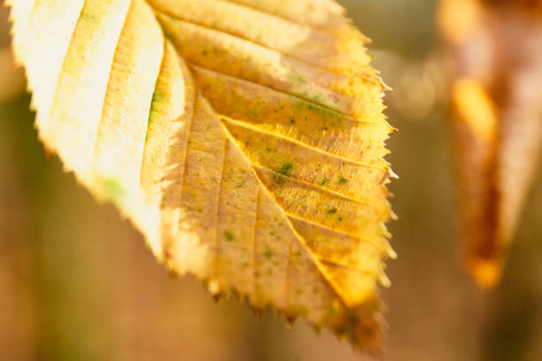 autumn leaves close up on sunny day