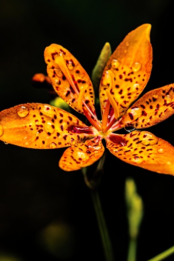 A selective focus shot of a blackberry lily with water droplets