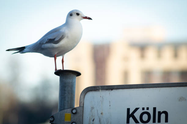 Closeup shot of a gull sitting on a Koln sign A closeup shot of a gull sitting on a Koln sign cologne germany stock pictures, royalty-free photos & images