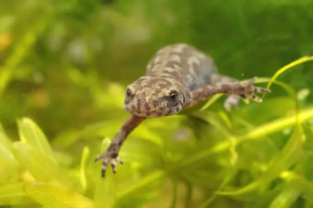 A frontal closeup of an aquatic female alpine salamander, Ichthyosaura alpestris veluchiensis