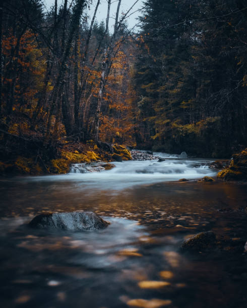 istock Vertical shot of a forest river 1465242993