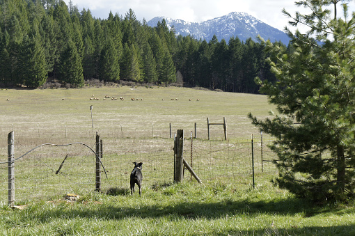 A shot of fir forest and a dog behind the fence