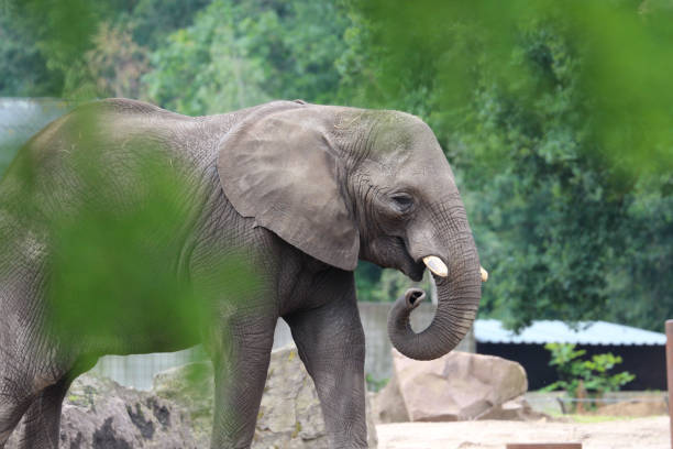 istock Lonely Asian elephant resting in the zoo 1465243212