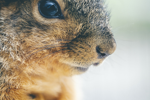 A closeup shot of an adorable squirrel face