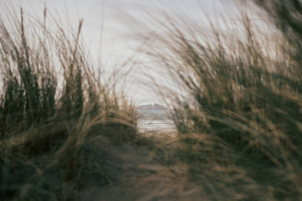 istock Shot of looking through marram grass at Godrevy Lighthouse, Cornwall, UK 1465243722