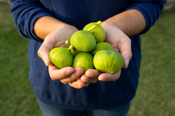istock Man holding fresh picked ripe figs in his hands 1465243808