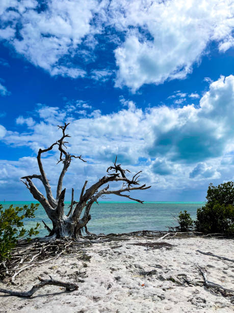istock Vertical shot of a dead tree on a sandy beach under a cloudy sky 1465245049