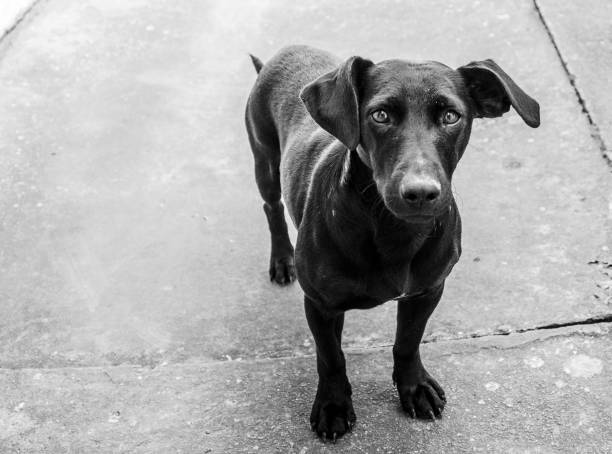 istock Black dog standing outdoors 1465245893