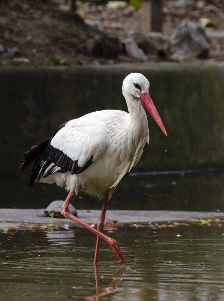 istock Vertical shot of a stork in a pond 1465245935