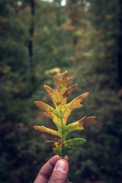 An oak leaf held by hand in autumn in the forest