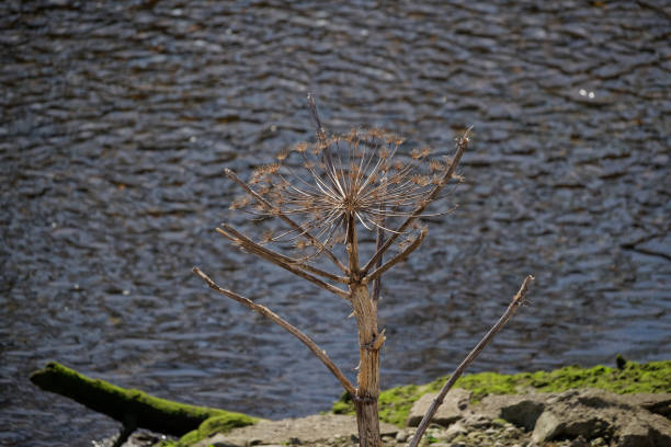 the dry hogweed with thorns isolated on the shore with a reflecting water