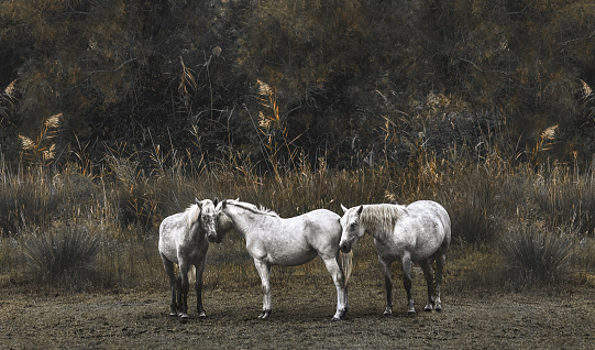 Three white Camargue horses standing close together, dreamy vintage sepia style, horizontal