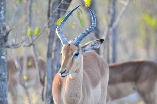 A portrait of a male impala (Aepyceros melampus) eating grass and looking at the camera, Africa