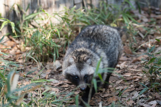istock Japanese raccoon dog staring 1465246420