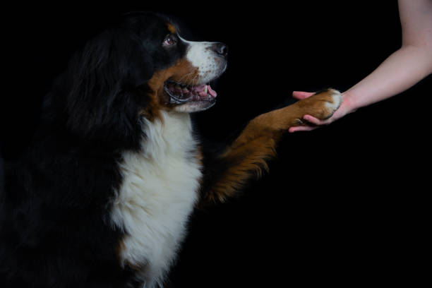 Bernese mountain dog with his owner's hand.