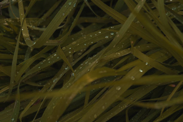 Grass with raindrops on a rainy day.