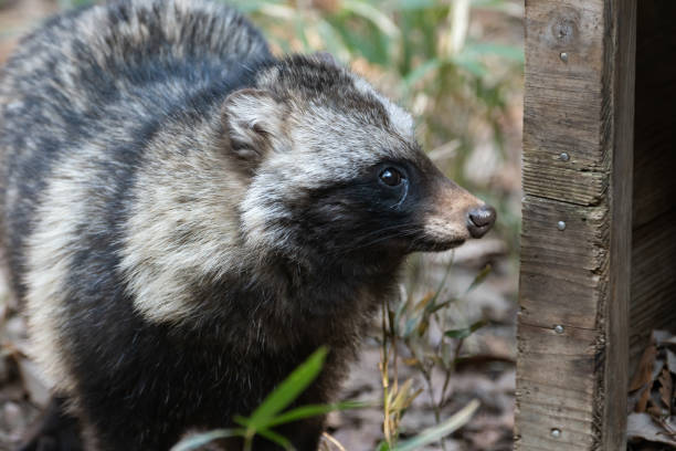 istock Japanese raccoon dog staring 1465246498