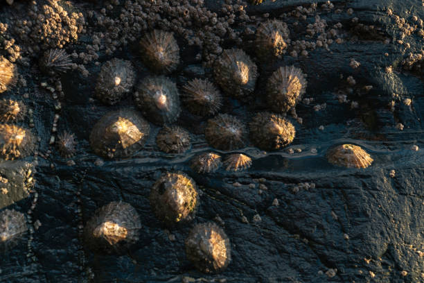 closeup of true limpet mollusks adhered to a rock - adhering imagens e fotografias de stock