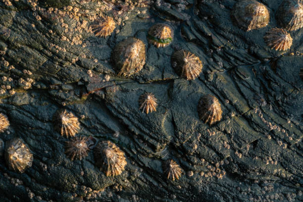 closeup of true limpet mollusks adhered to a rock - adhering imagens e fotografias de stock