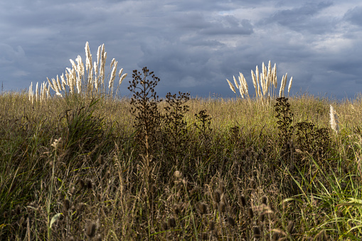 A meadow with tall grass and blossoming plants under a cloudy sky with wheat in the background