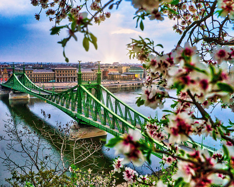 A stunning view of a famous Liberty Bridge with spring blossoms in Budapest, Hungary, during sunrise