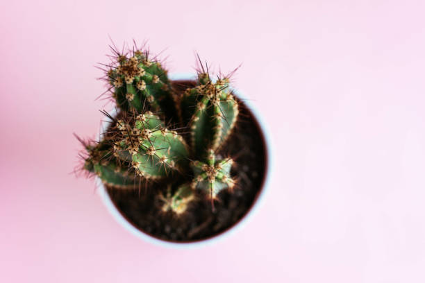 istock Top view of a potted cactus on a pink surface under the lights 1465249305