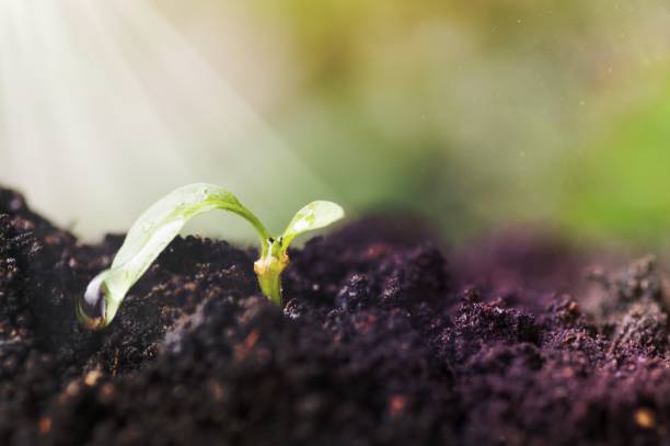 istock small tree grow up with sunshine, concept in save world, Energy and environment conservation 1465250033